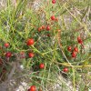 5407_Iles de Glenan